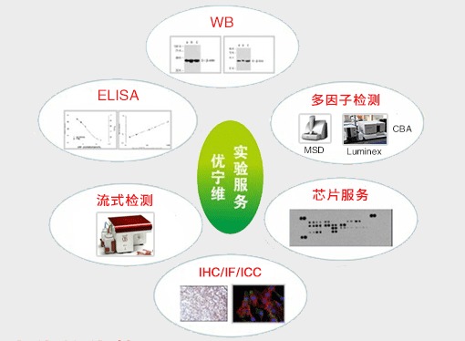 優寧維 專業抗體供應商，隆重推出全面實驗技術服務
